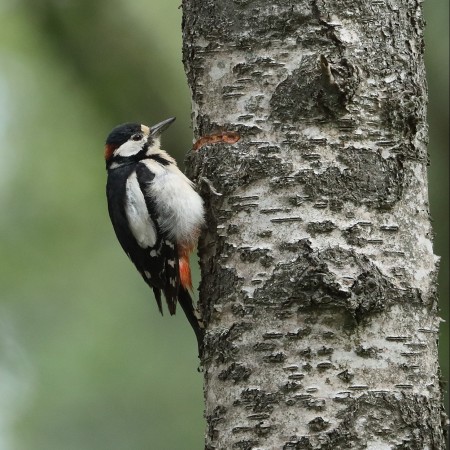 Större hackspett - Foto Sven-Olof Martinsson